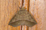 Erebidae; Eulepidotinae; Panopodini; ? 9681.jpg