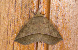 Erebidae; Eulepidotinae; Panopodini; ?  9681.jpg