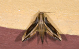 Sphingidae; Macroglossinae; Xylophanes sp. 9687.jpg