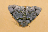 moth  9692.jpg