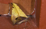 moth 9701.jpg