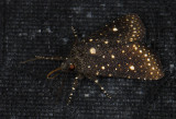 moth 9702.jpg