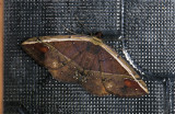 Geometridae; Ennominae; Oenoptila sp.  9703.jpg