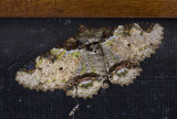 Erebidae; Erebinae; Ophiusini; Zale sp. 9704.jpg