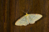 Geometridae; Larentiinae; Eois sp.? 9708.jpg