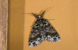 Geometridae; Ennominae; Cargolia pruna?  9709.jpg