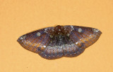Notodontidae; Hemiceratinae; Herbita zarina?  9712.jpg