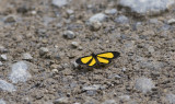 Butterfly  6554.jpg