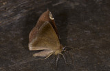 Notodontidae; Hemiceratinae; Herbita sp.? 0760.jpg