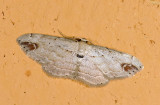Geometridae; ? 0768.jpg