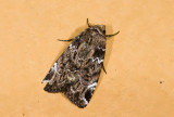 moth n0771.jpg