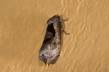 moth a 0774.jpg