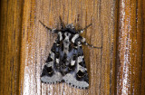 Noctuidae; Noctuinae; Hadenini; Dargida albifluviata?  0775.jpg