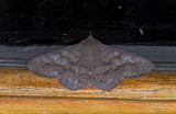 Erebidae; Calpinae; Chamyna lamponia? 0776.jpg