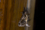 Notodontidae; ? 0781.jpg
