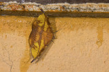 moth g0791.jpg