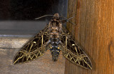 Sphingidae; Sphinginae; Euryglottis oliver?  0792.jpg