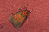 Erebidae; Arctiinae; Melese sp. 0813.jpg