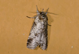 moth n0815.jpg