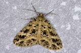 Geometridae; Ennominae; Melanolophia sp.? 0819.jpg