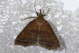 moth  n0822.jpg