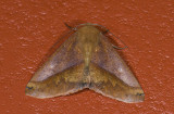 Geometridae; Ennominae; Bassania sp.  0827.jpg