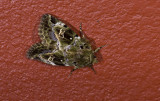 moth n0830.jpg