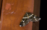Geometridae; Ennominae; Melanoscia sp. 0832.jpg