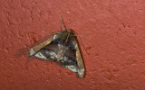 Geometridae; Ennominae; Pero sp.  0835.jpg