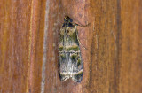Pyralidae; ? 0840.jpg