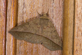 Erebidae; Eulepidotinae; Panopodini; ? 0848.jpg