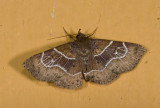 moth g0863.jpg
