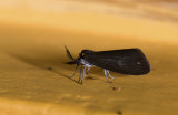 moth  a0875.jpg