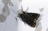 moth  9720.jpg