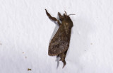 Hepialidae; ?  1011.jpg