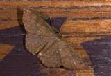 Geometridae; 1018.jpg