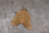 Saturniidae; Ceratocampinae; Syssphinx molina 1021.jpg