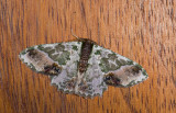 Geometridae; Geometrinae; Lophochorista ockendemi 1032.jpg