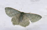 Geometridae; Chloropteryx aff paularia 1034.jpg