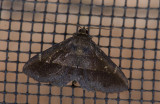 moth 1040.jpg