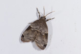 moth  1045.jpg