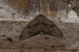 moth s1046.jpg