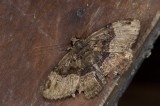 Noctuidae; Catocalinae; Ramphia sp. ?  1056.jpg