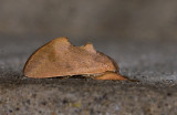 Notodontidae; Hemiceratinae; Hemiceras rufescens?  9879.jpg