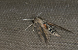 Sphingidae; Macroglossinae; Erinnyis ello  9886.jpg
