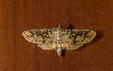 Crambidae; Spilomelinae; Asturodes fimbriauralis  9890.jpg