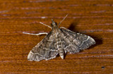 Crambidae; Spilomelinae? 9899.jpg