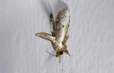 moth  9900.jpg
