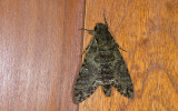 Sphingidae; Sphinginae; Manduca sp.? 9902.jpg