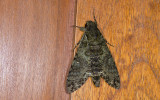 Sphingidae; Sphinginae; Manduca sp.?  9902.jpg